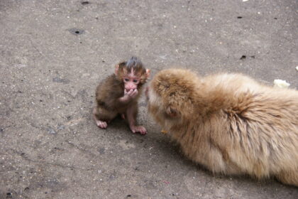 ニホンザルを知る、noteのリンク